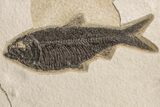 Two, Detailed Fossil Fish (Knightia) - Wyoming #163443-2